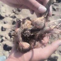 فروش پیاز زعفران