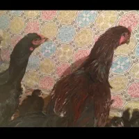 با سلام دو تا جوجه یکی نوچه ویکی خروس اصل لاری|حیوانات مزرعه|زهک, |دیوار