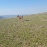 اسب|اسب و تجهیزات اسب‌سواری|کلات (ایلام), |دیوار