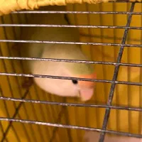 طوطی ماده برزیلی سرحال و مست