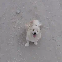 واگذاری سگ نریکساله