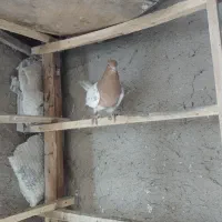 کبوتر رنگی بازی دار|پرنده|ملکان, |دیوار