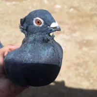 کبوتر