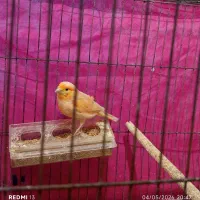 قناری ماده کار داده جوان