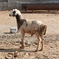 فروش یک عدد بره نر
