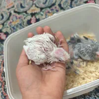 جوجه عروس هلندی|پرنده|شیراز, کوشک میدان|دیوار