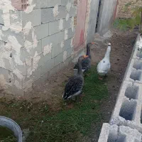 غاز