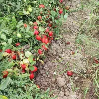 گوجه فرنگی فله ربی