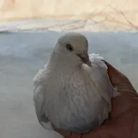 پرنده کبوتر سرحال