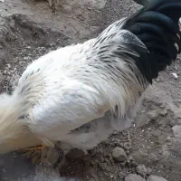 خروس برهما|حیوانات مزرعه|مشگین شهر, |دیوار