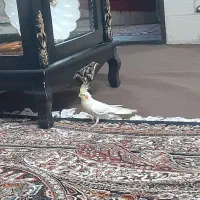 عروس هلندی سخنگو|پرنده|بیرجند, |دیوار