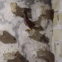 کبوتر قارا سرخ نر مست