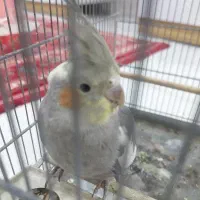عروس هلندی نر