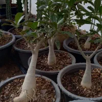 فروش فوق العاده گل وکاکتوس