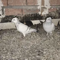 دو جفت کفتر