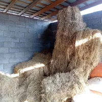 دام|لوازم جانبی حیوانات|رشت, معلولین|دیوار