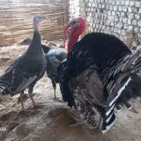 تخم نطفه دار