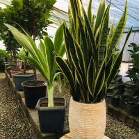 گل و گیاه آپارتمانی