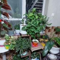 گل وگلدان طبیعی