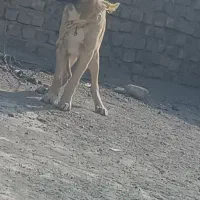 جفت توله سرابی|سگ|زابل, |دیوار