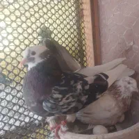 کفتر پرشی|پرنده|تهران, یاخجی آباد|دیوار