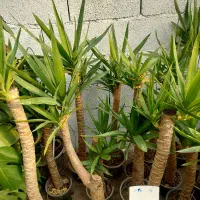 عرضه گلهای اپارتمانی در گلخانه طراوت