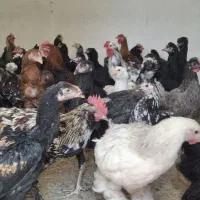مرغ و خروس گلین و لاری و برهما و لهستانی و مرندی|حیوانات مزرعه|تهران, نازی‌آباد|دیوار