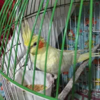 عروس هلندی نر|پرنده|تولم شهر, |دیوار