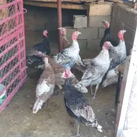 بوقلمون|حیوانات مزرعه|چرداول, |دیوار