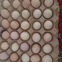 تخم مرغ محلی