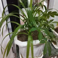 گلی