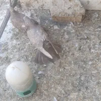 کفتر  یا کبوتر|پرنده|شیراز, ماه فیروزان|دیوار