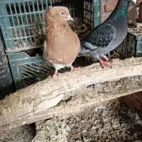 شامی و کله ای|پرنده|چهاربرج, |دیوار