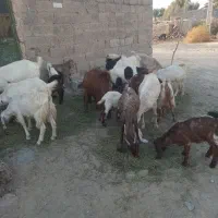 تعدادی بز نژاد دوقلو وسه قلو زا برای فروش