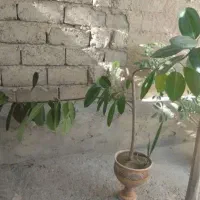 گوش فیل طبیعی