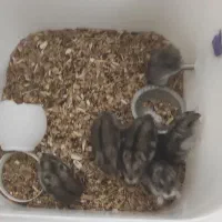 حیوان خانگی