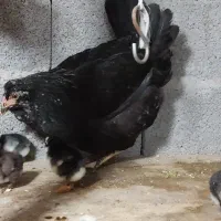 جوجه گلین خروس گلین|حیوانات مزرعه|رشت, بوسار|دیوار