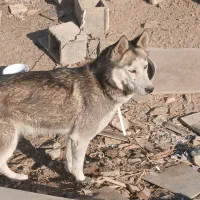 سگ هاسکی|سگ|اصفهان, دنارت|دیوار