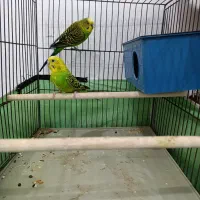 مرغ عشق با جوجه