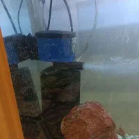 آکواریم و میز فرفوژه و ماهی|ماهی|اصفهان, امیرعرب|دیوار