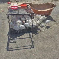 جوجه بوقلمون گوشتی بابهترین دان