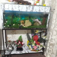 اکواریوم همراه با تمام تجهیزات و ماهی|ماهی|منجیل, |دیوار