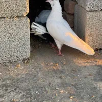 ماده ساعتی به شرط