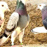 کبوتر پرشی|پرنده|فاضل آباد, |دیوار