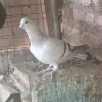 جفت بدرنگ|پرنده|بردسیر, |دیوار