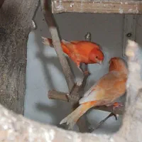 قناری ردفکتور اورجینال