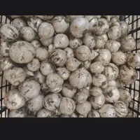 موسیر کوهی ارگانیک