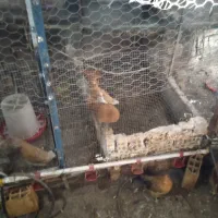 مرغ و خروس تخمگذار محلی