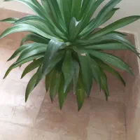 گل طبیعی ماگاو