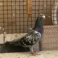 کبوتر پلاکی  مسابقه داده
